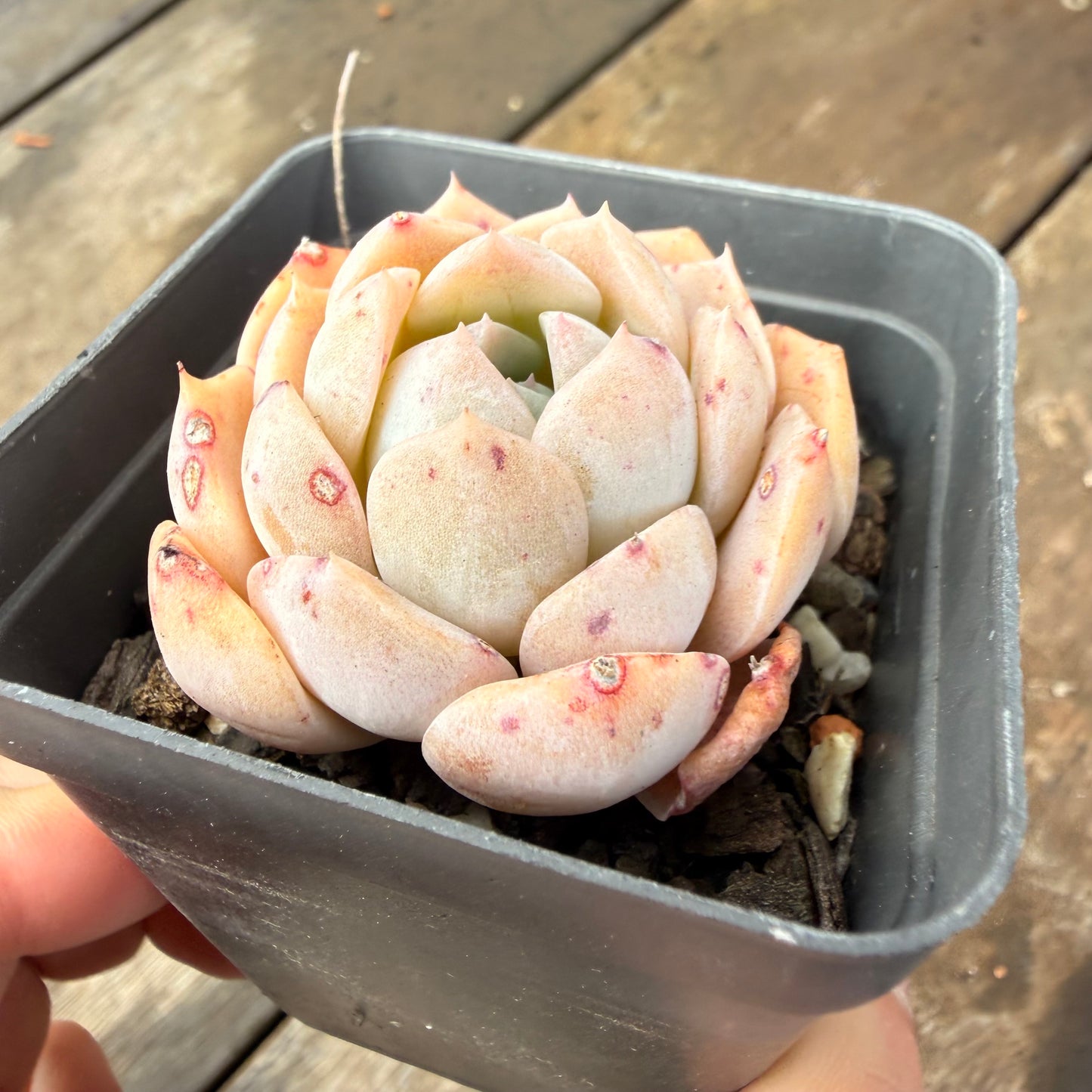 2110 Echeveria 'Amazing Grace'