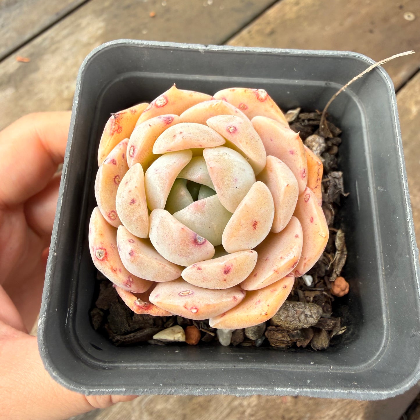 2110 Echeveria 'Amazing Grace'