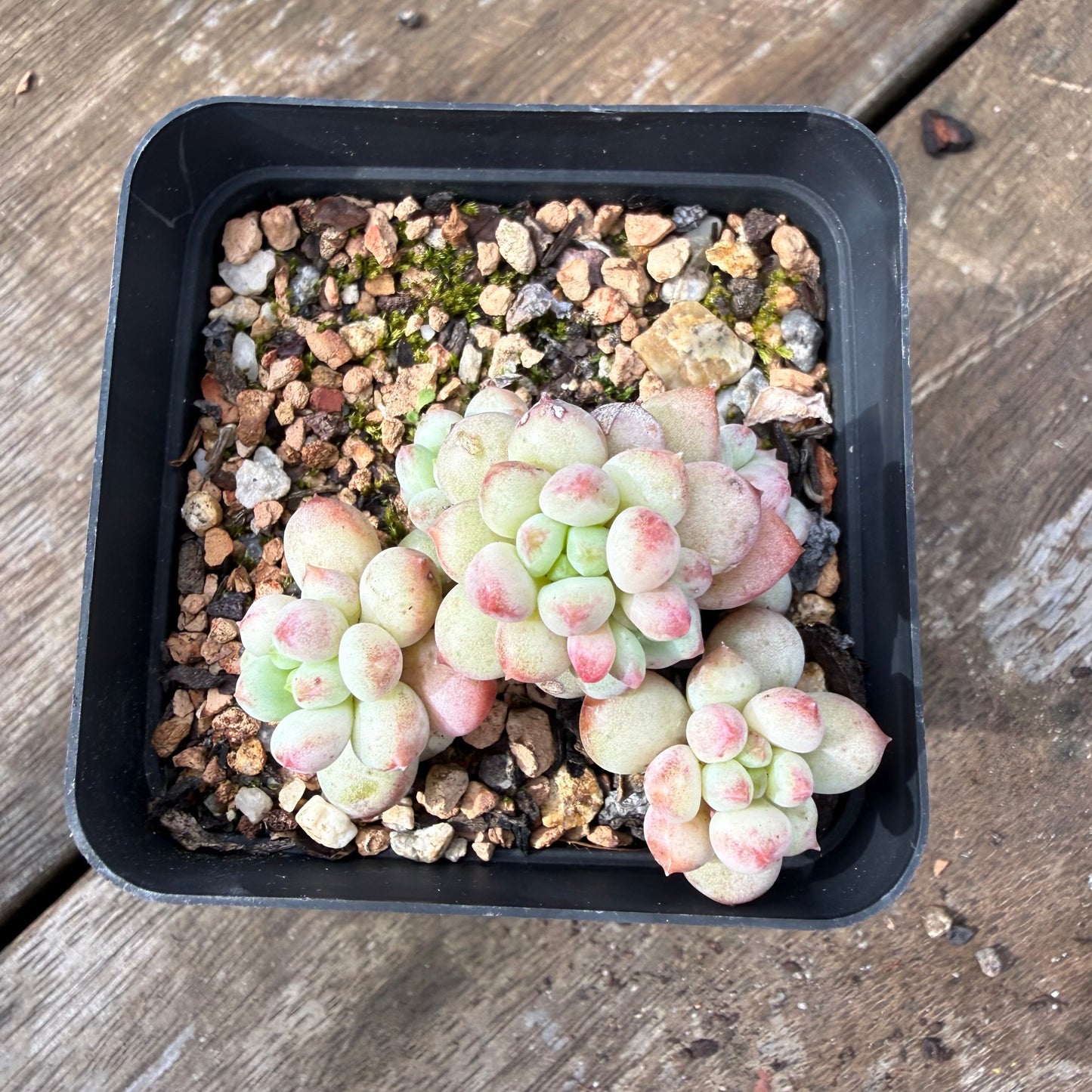 2110 Echeveria Cute Beans 'Moemame'