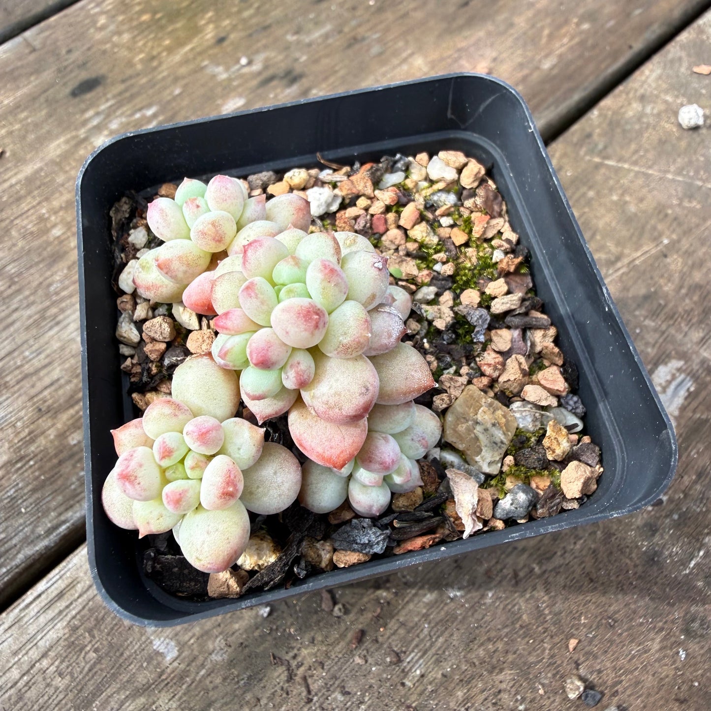 2110 Echeveria Cute Beans 'Moemame'