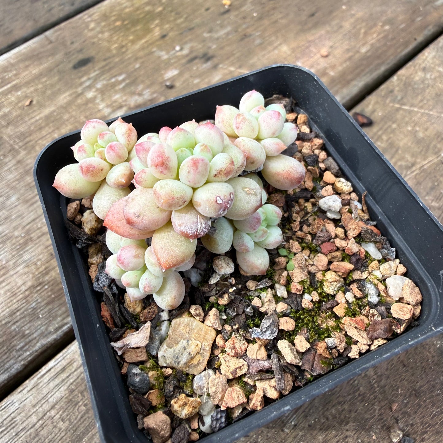 2110 Echeveria Cute Beans 'Moemame'