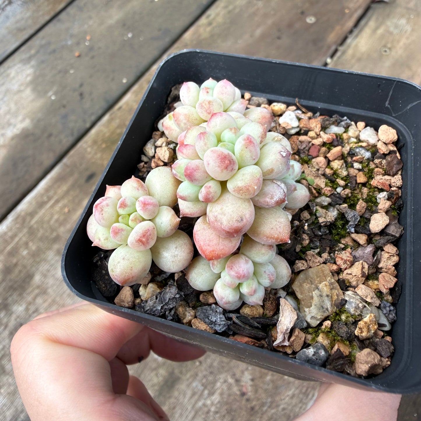 2110 Echeveria Cute Beans 'Moemame'