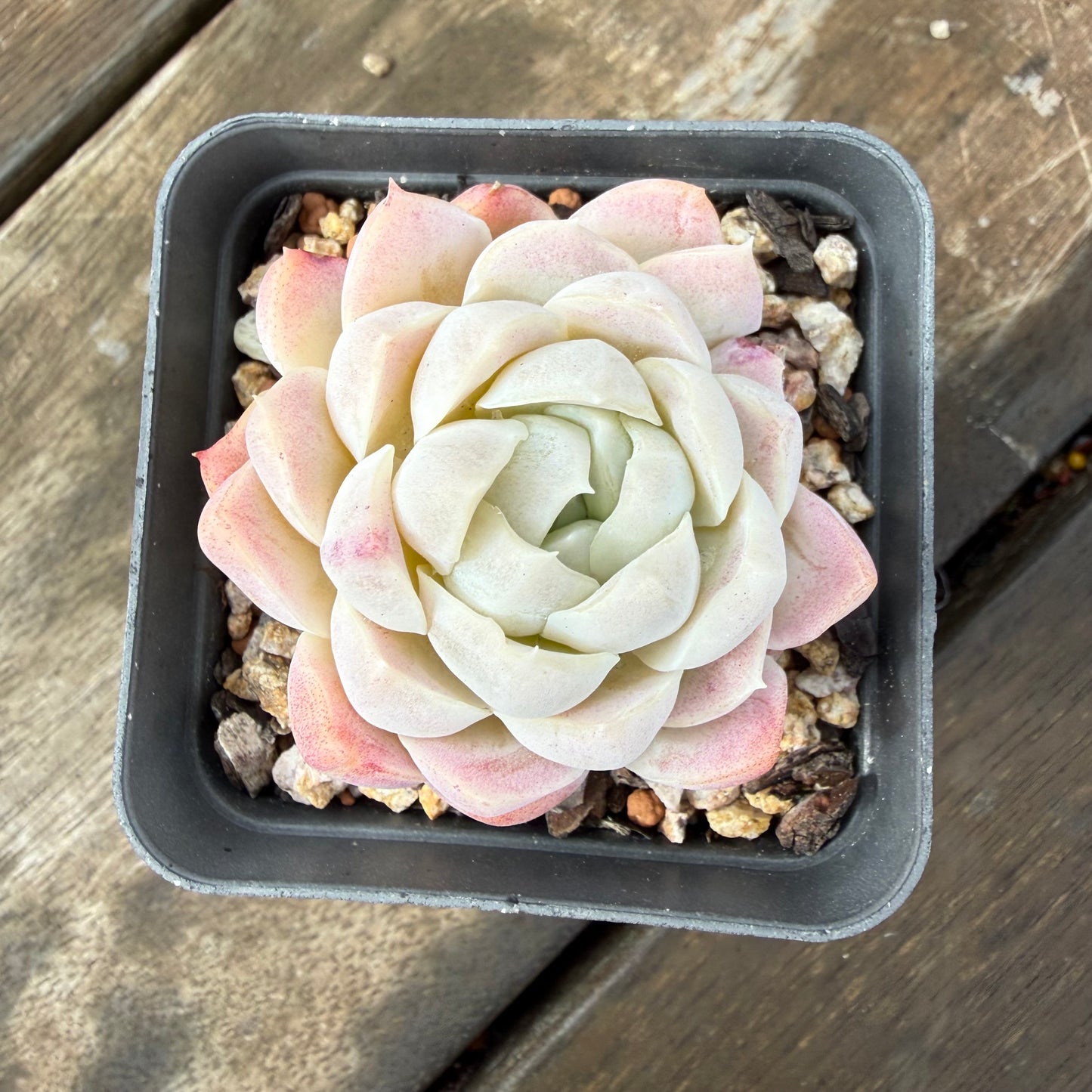 2110 Echeveria elegans 'Alba' (korean form)