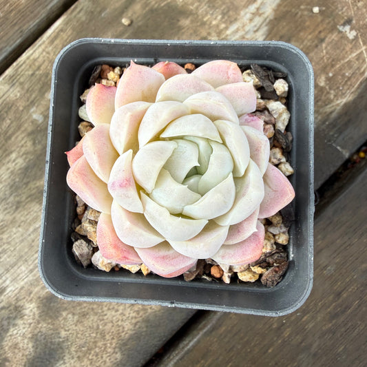 2110 Echeveria elegans 'Alba' (korean form)