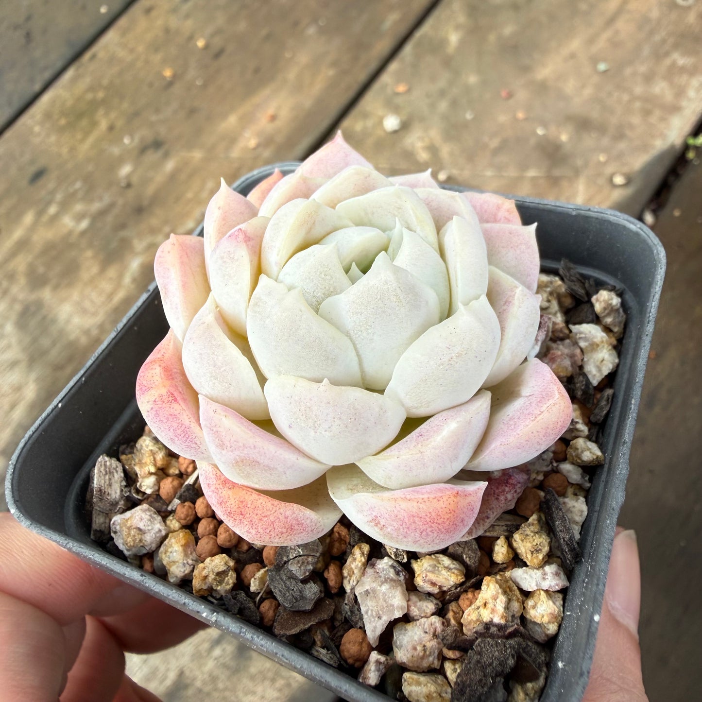 2110 Echeveria elegans 'Alba' (korean form)