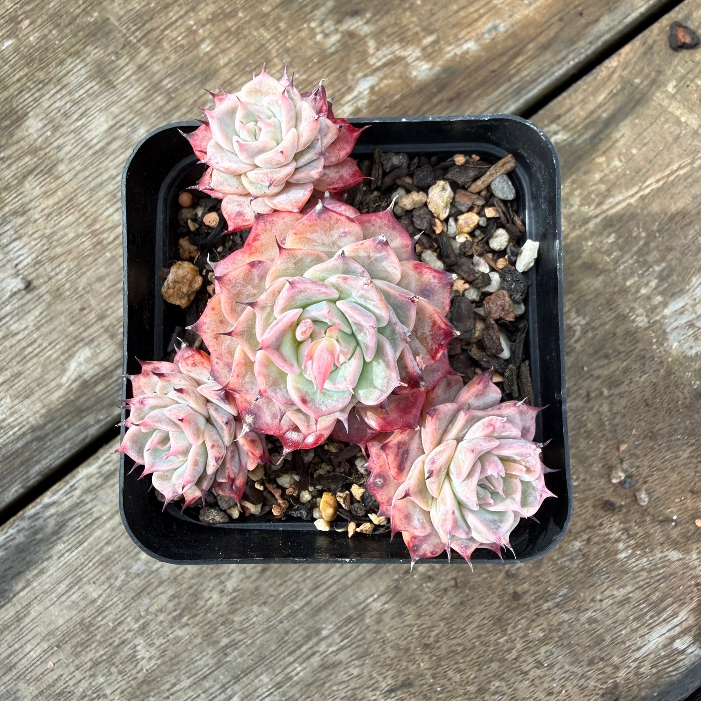 2110 Echeveria Fiona's Choice (Multi)