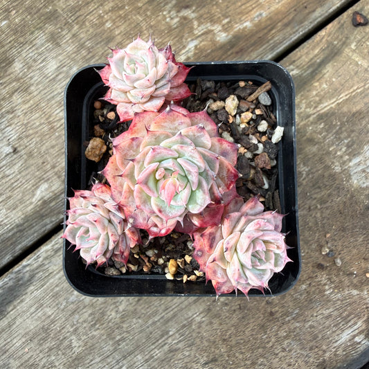 2110 Echeveria Fiona's Choice (Multi)