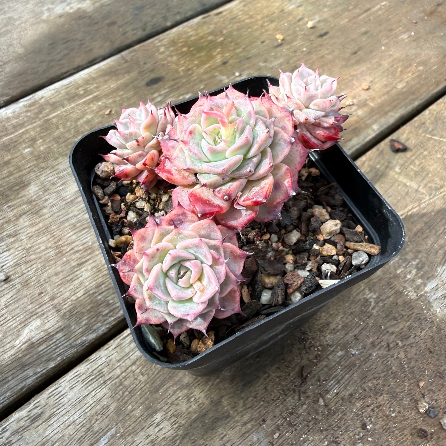 2110 Echeveria Fiona's Choice (Multi)