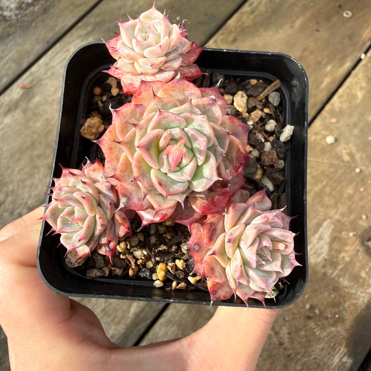 2110 Echeveria Fiona's Choice (Multi)