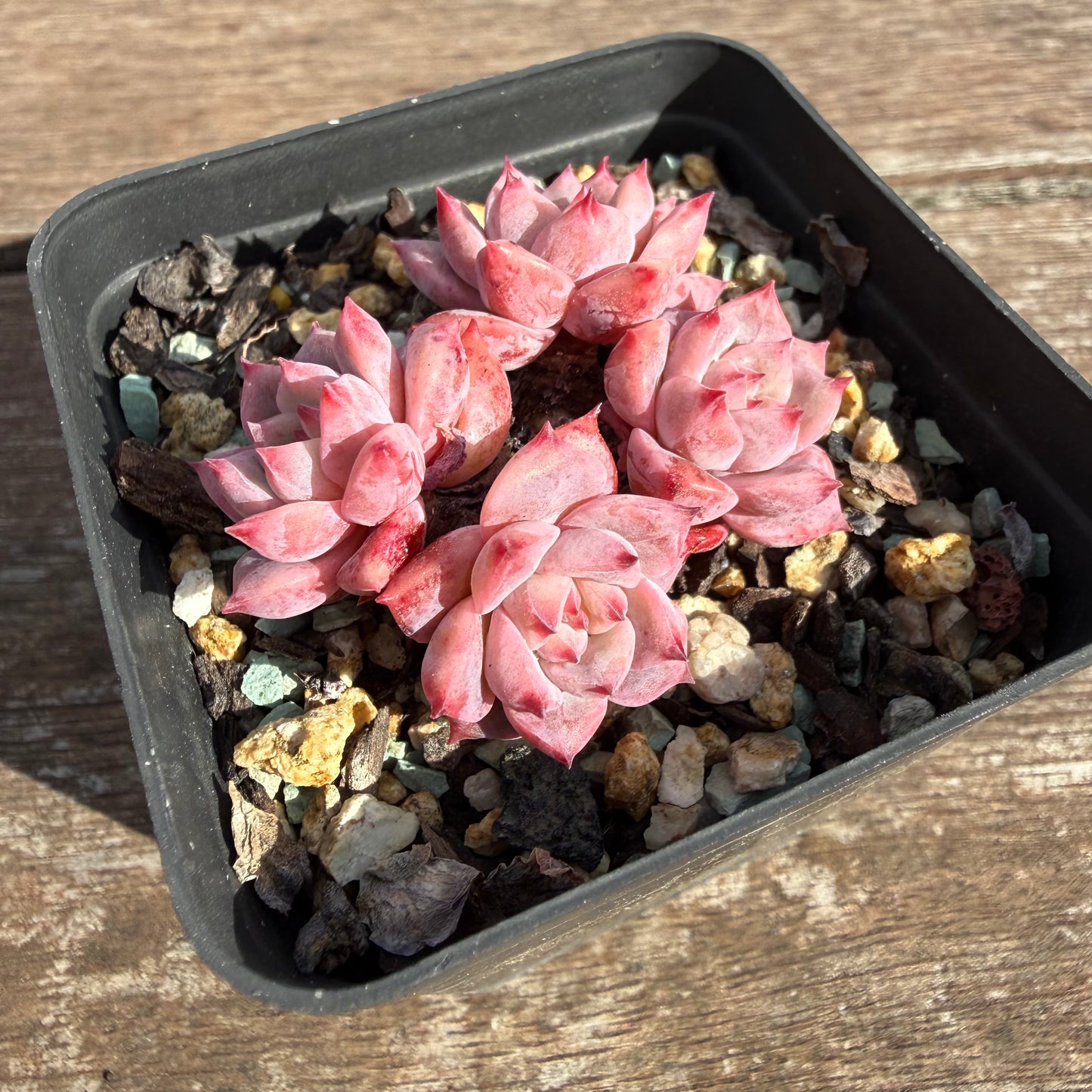 2110 Echeveria Frosty Bloom (Multi)