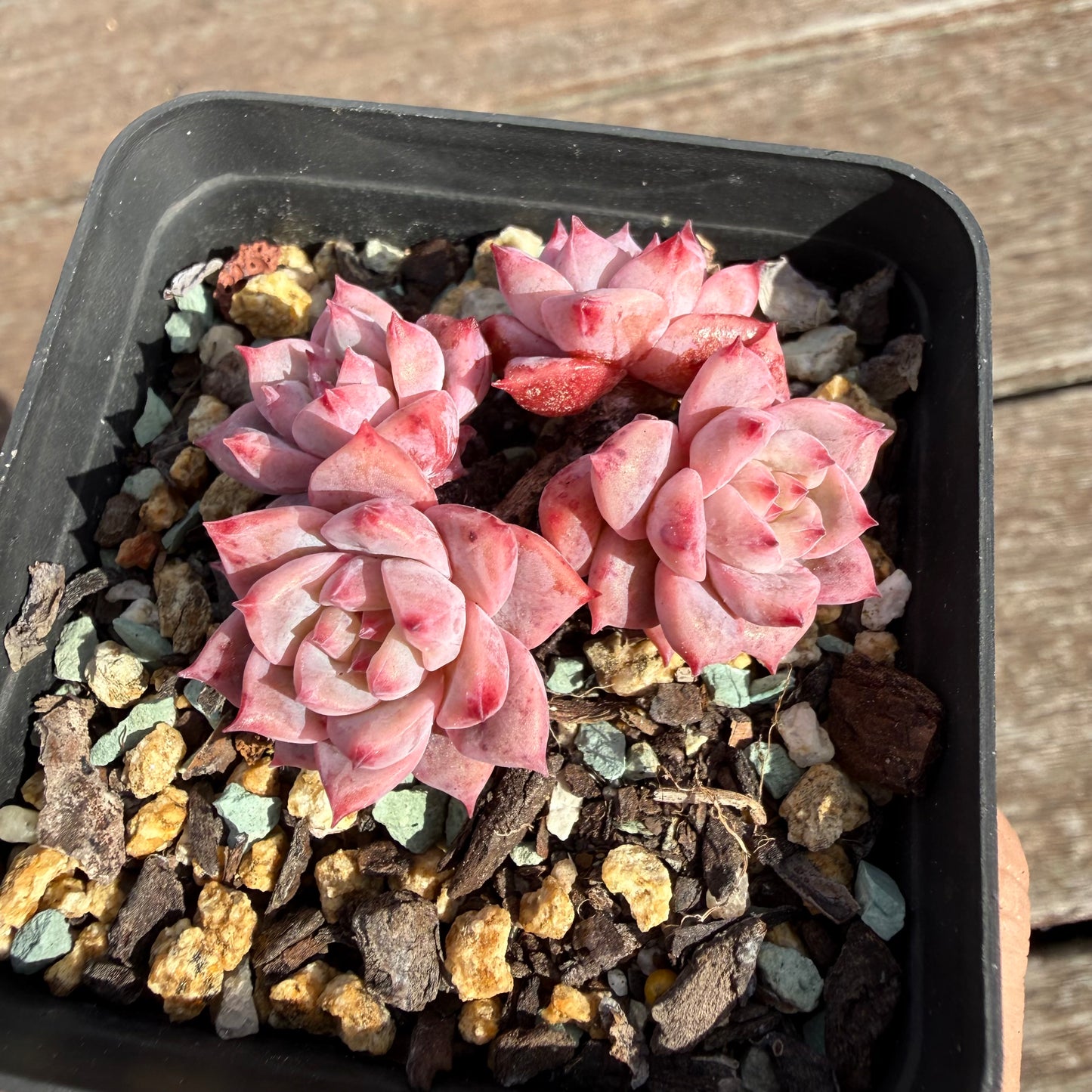 2110 Echeveria Frosty Bloom (Multi)