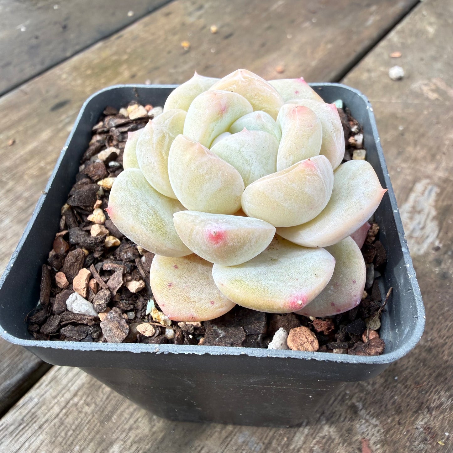 2110 Echeveria Ice Green