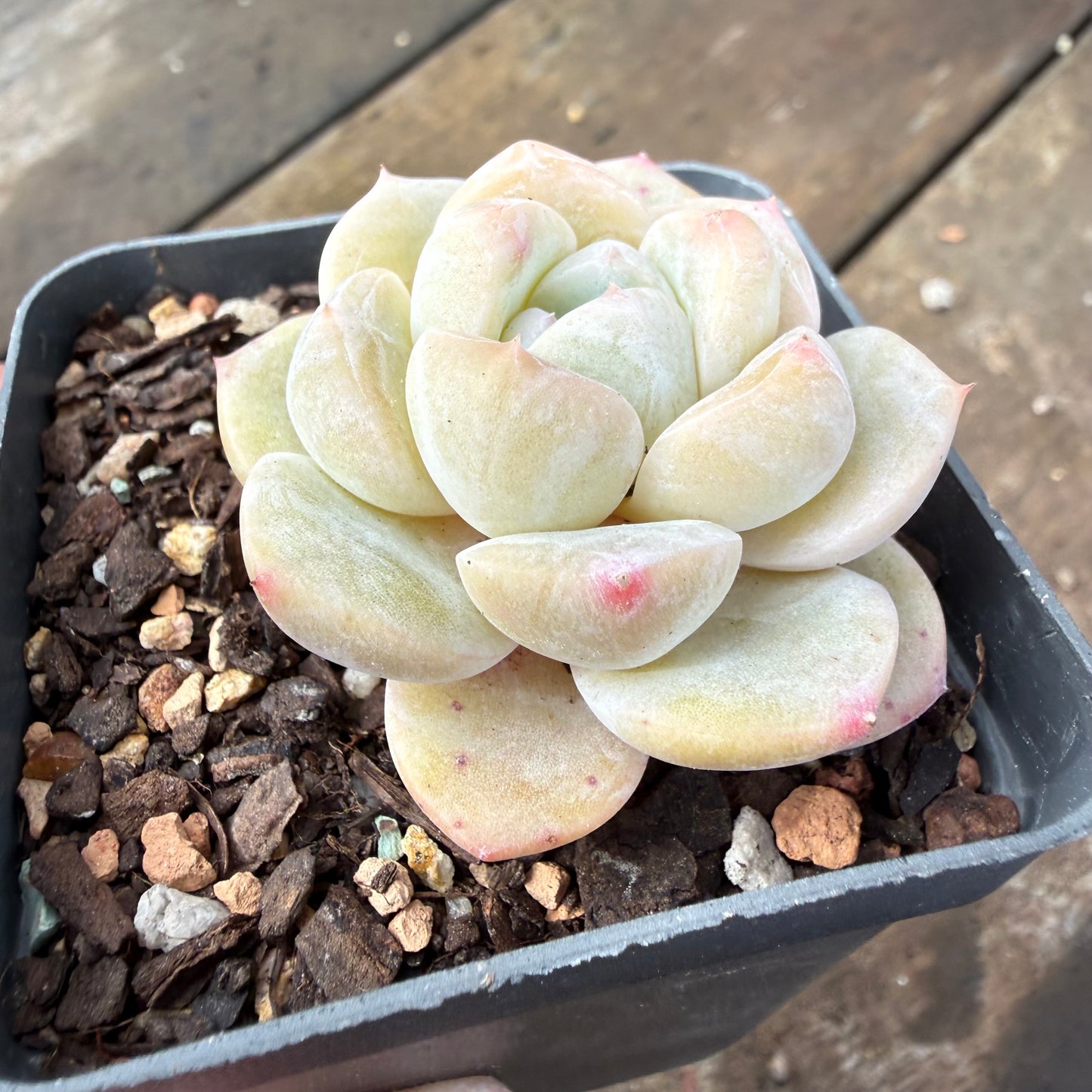 2110 Echeveria Ice Green