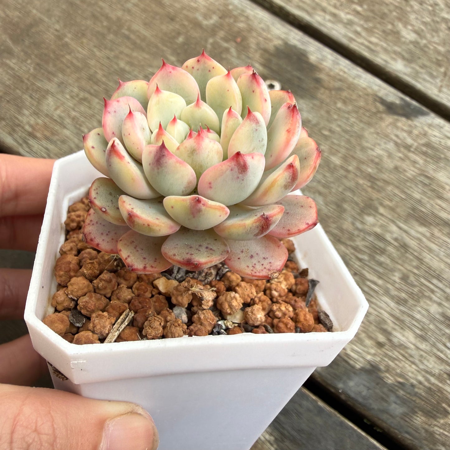 2110 Echeveria Minima Variegated