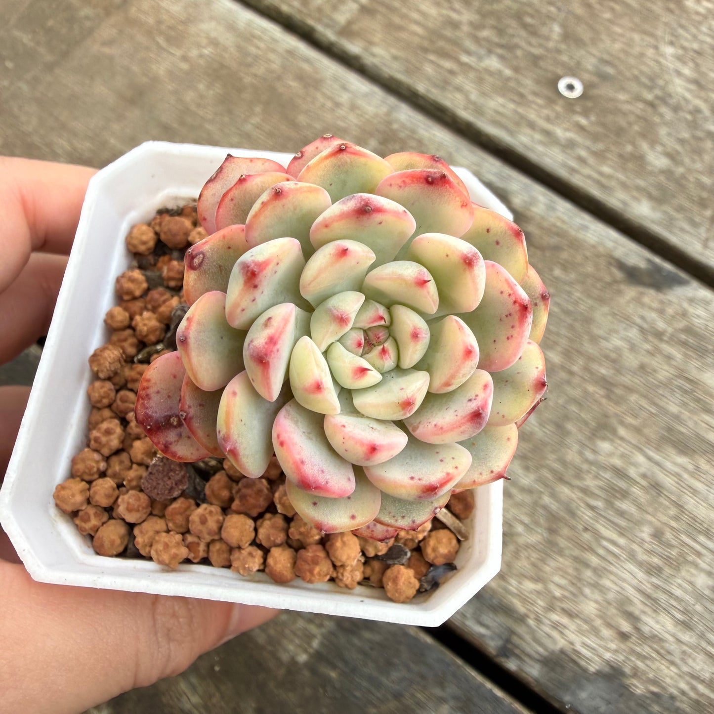 2110 Echeveria Minima Variegated