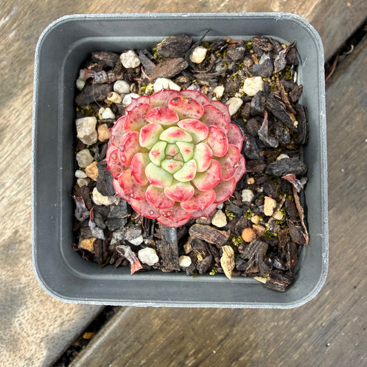 2110 Echeveria Minima