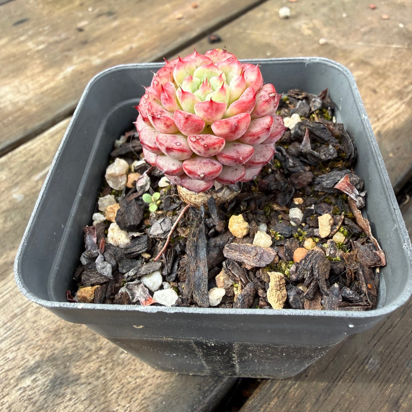 2110 Echeveria Minima