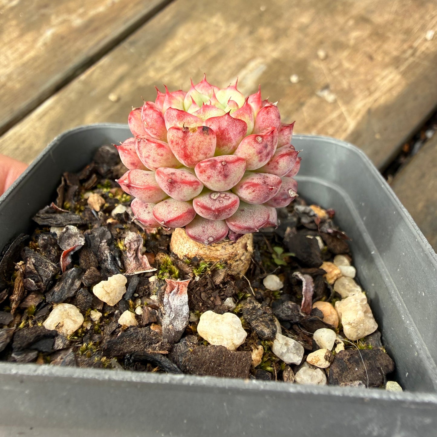 2110 Echeveria Minima