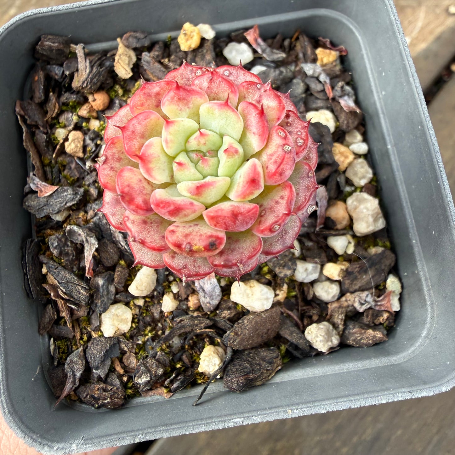 2110 Echeveria Minima