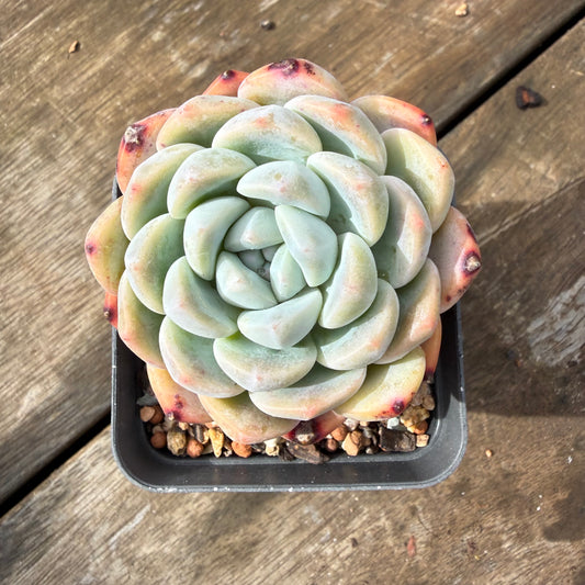 2110 Echeveria Monroe