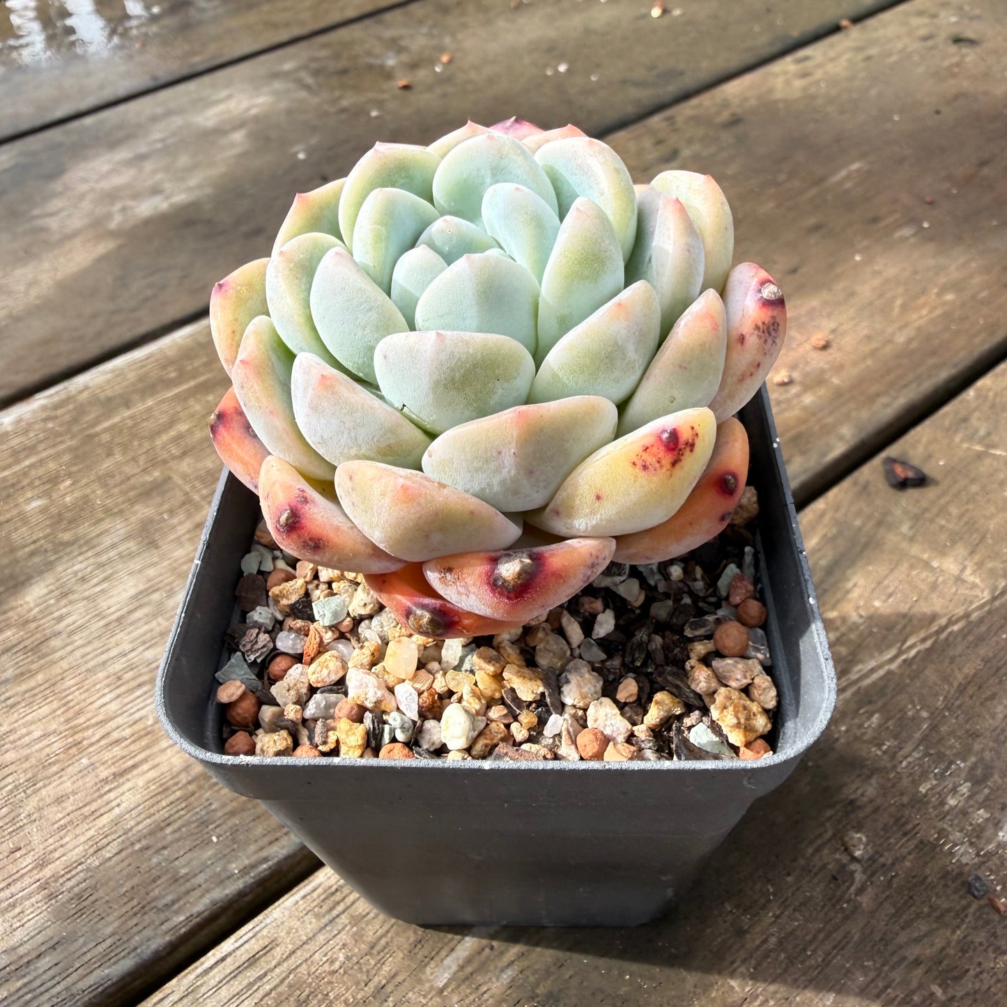 2110 Echeveria Monroe