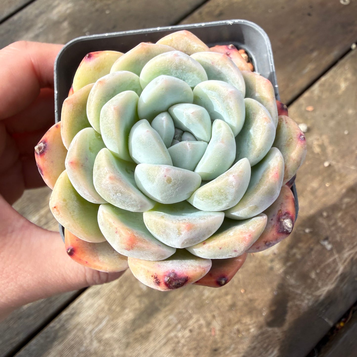 2110 Echeveria Monroe