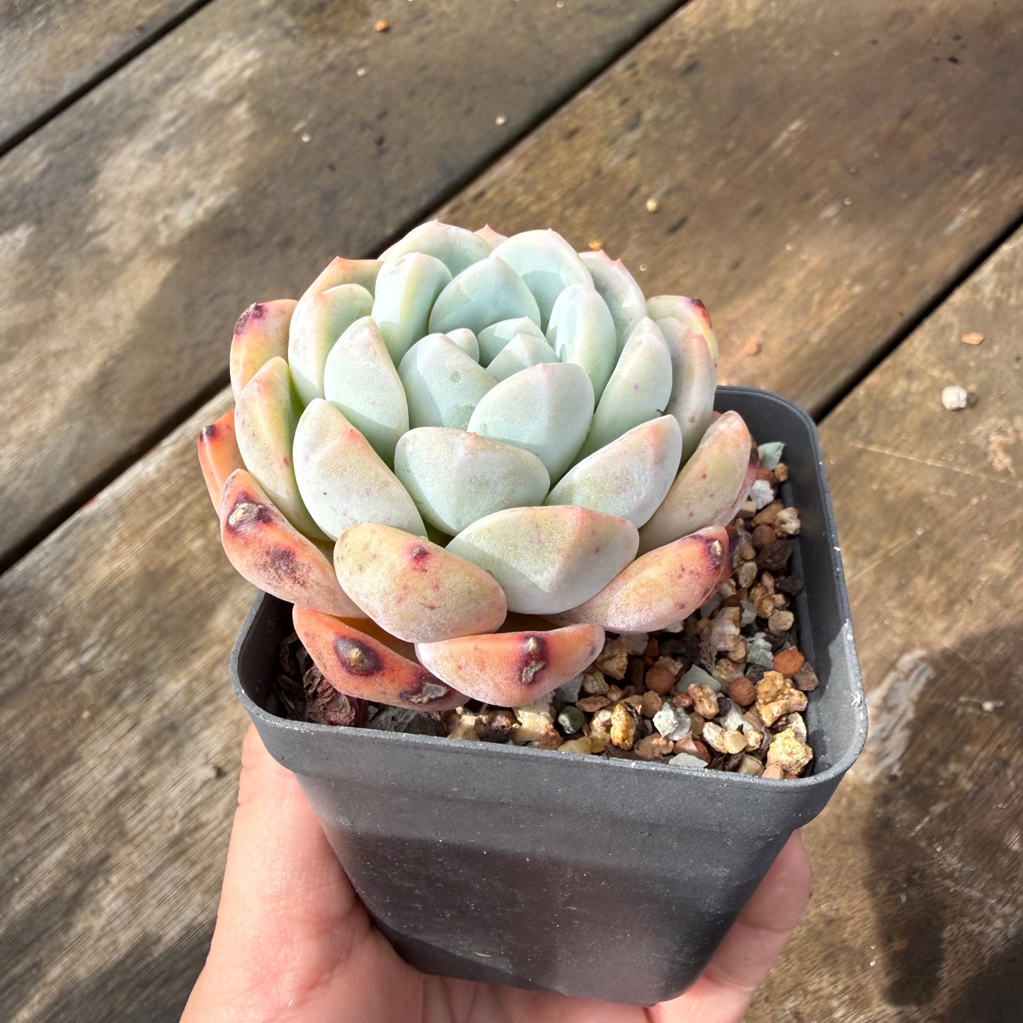 2110 Echeveria Monroe