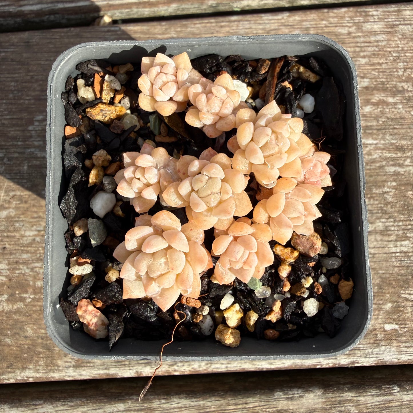 2110 Echeveria Prolifica