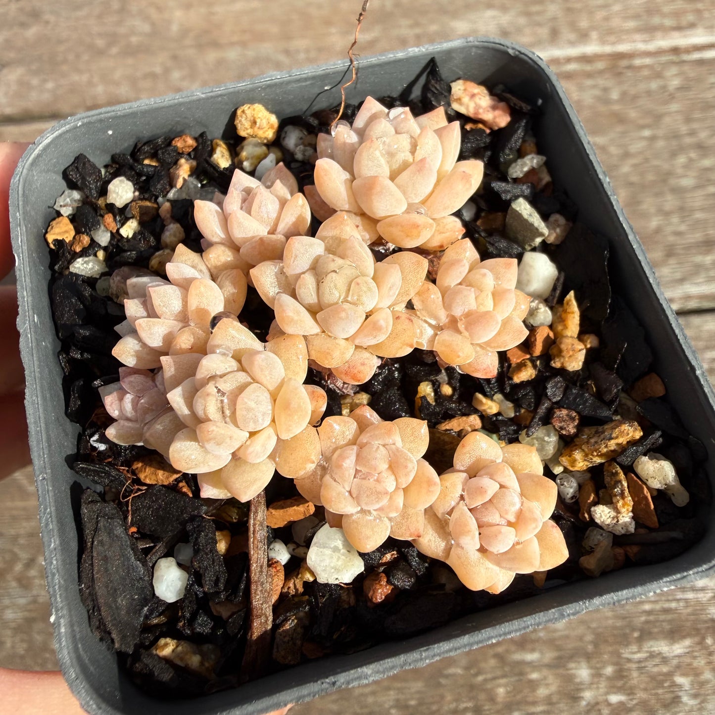 2110 Echeveria Prolifica