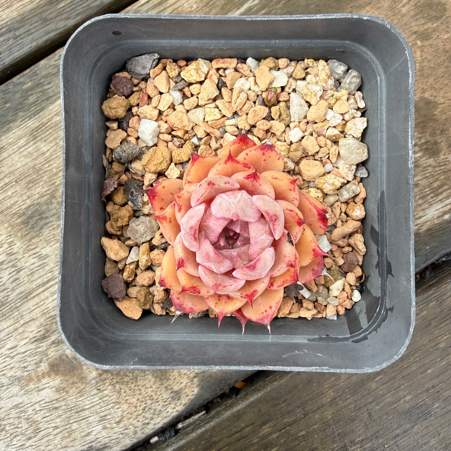 2110 Echeveria Queen 'Amethyst'