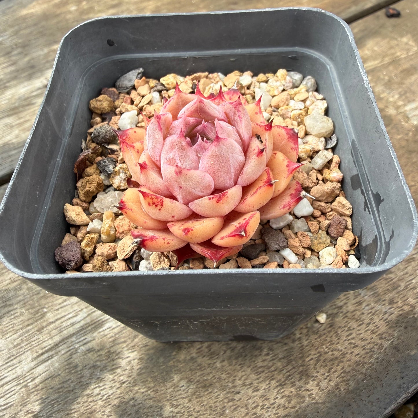 2110 Echeveria Queen 'Amethyst'