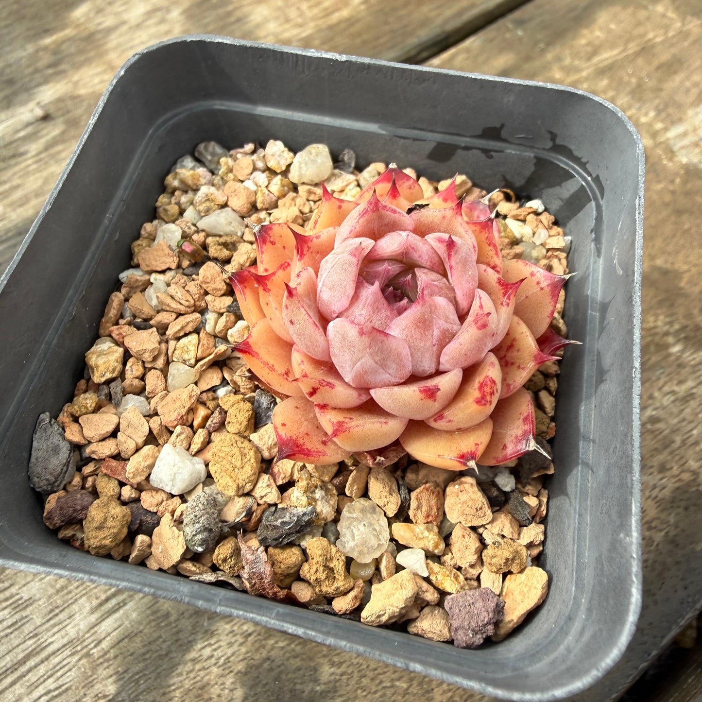 2110 Echeveria Queen 'Amethyst'