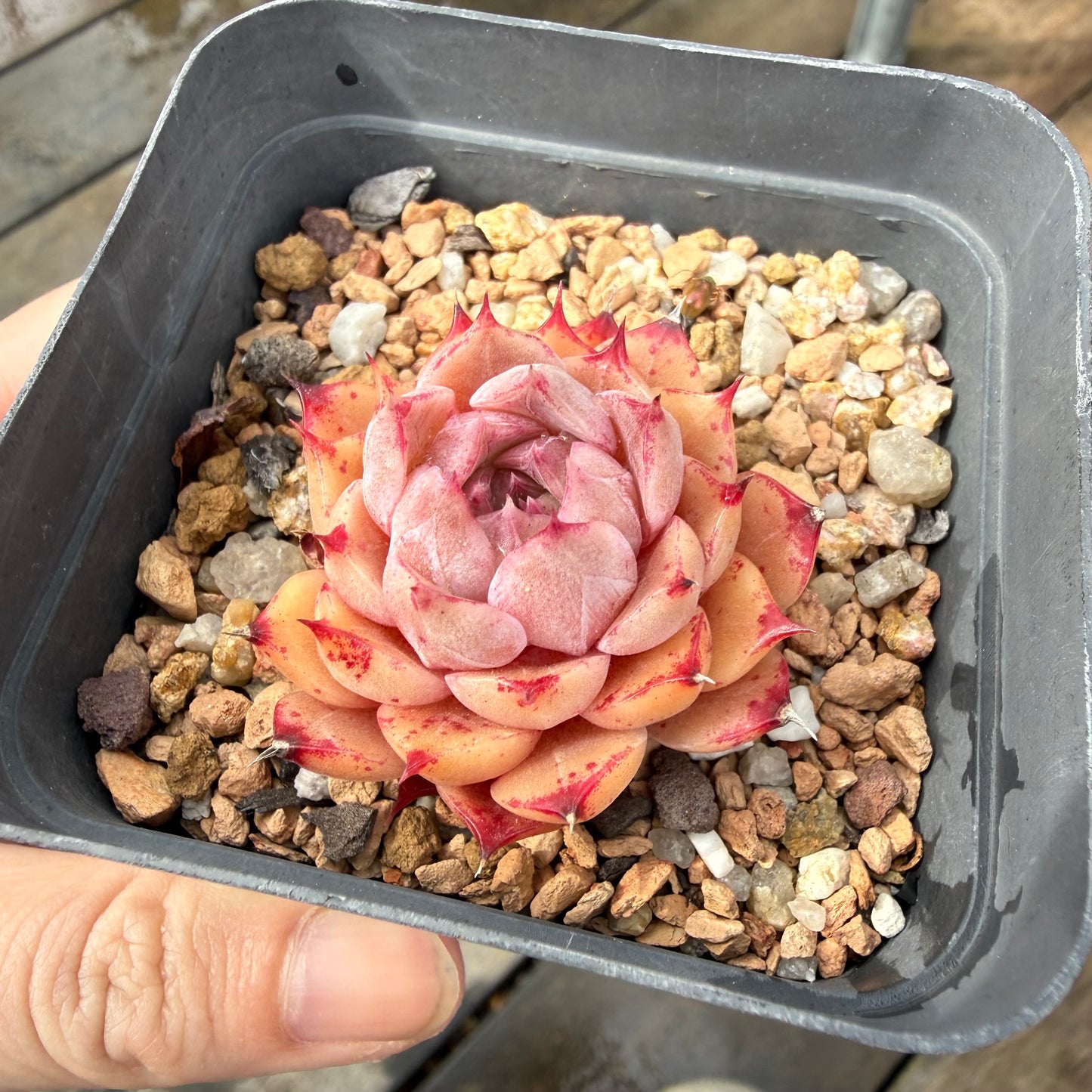 2110 Echeveria Queen 'Amethyst'