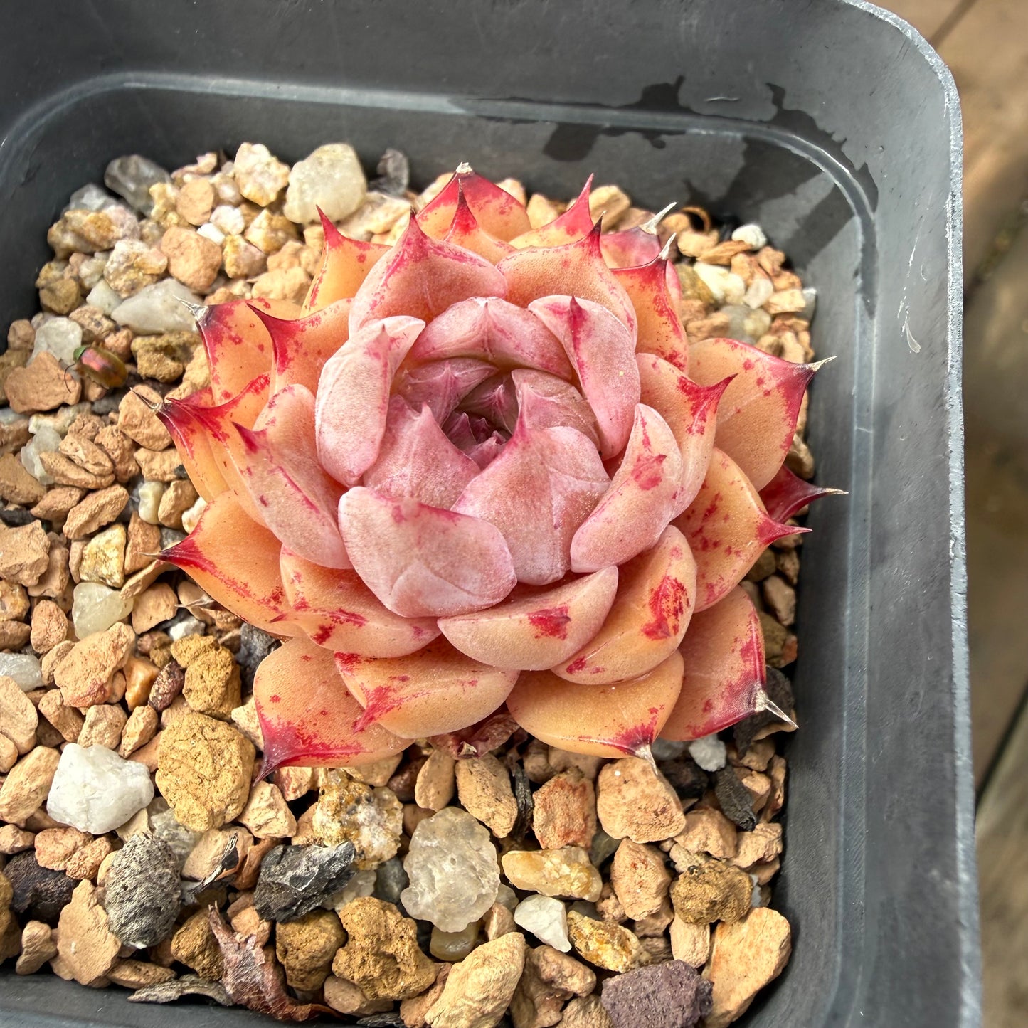 2110 Echeveria Queen 'Amethyst'
