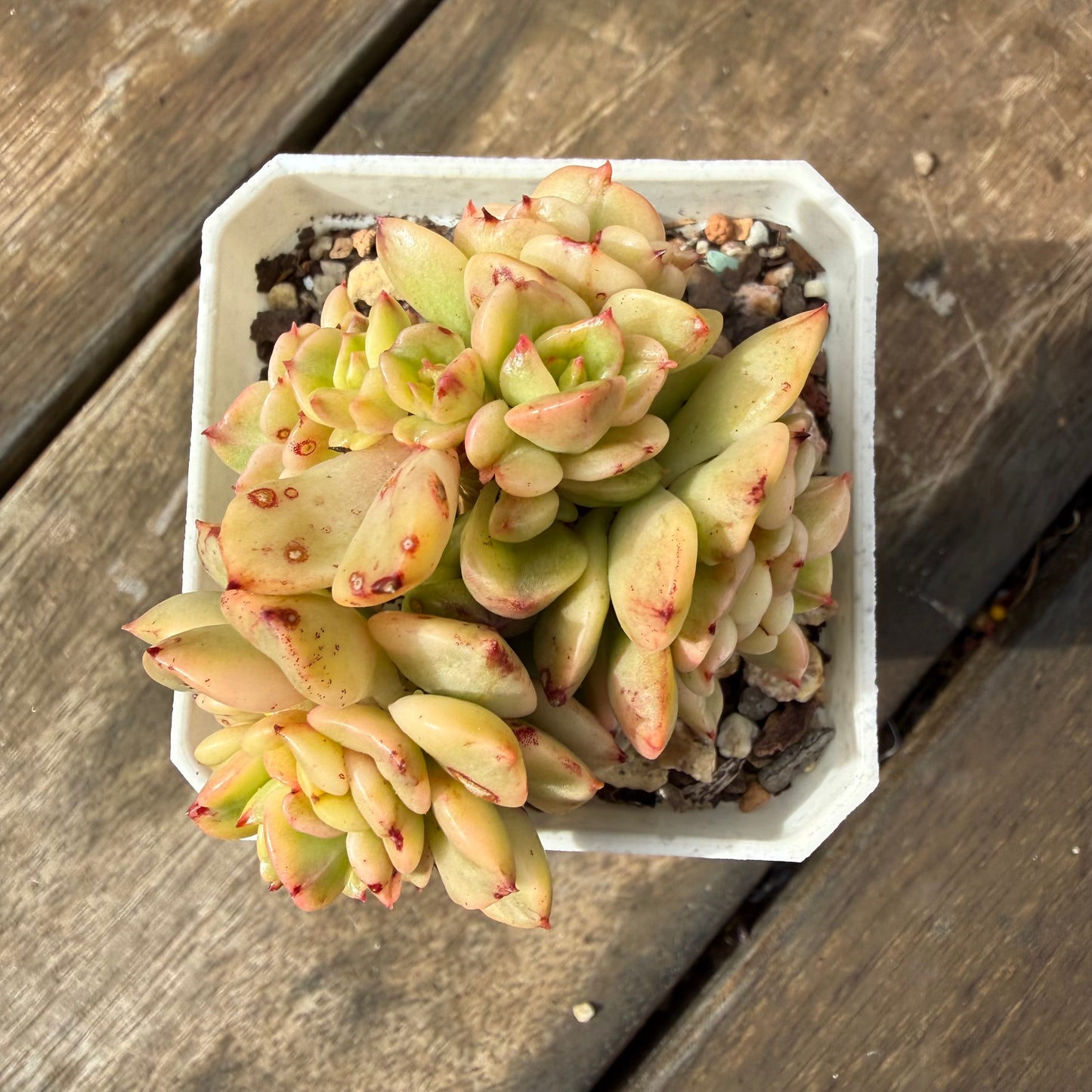 2110 Sedeveria Rolly Variegated (Multi)