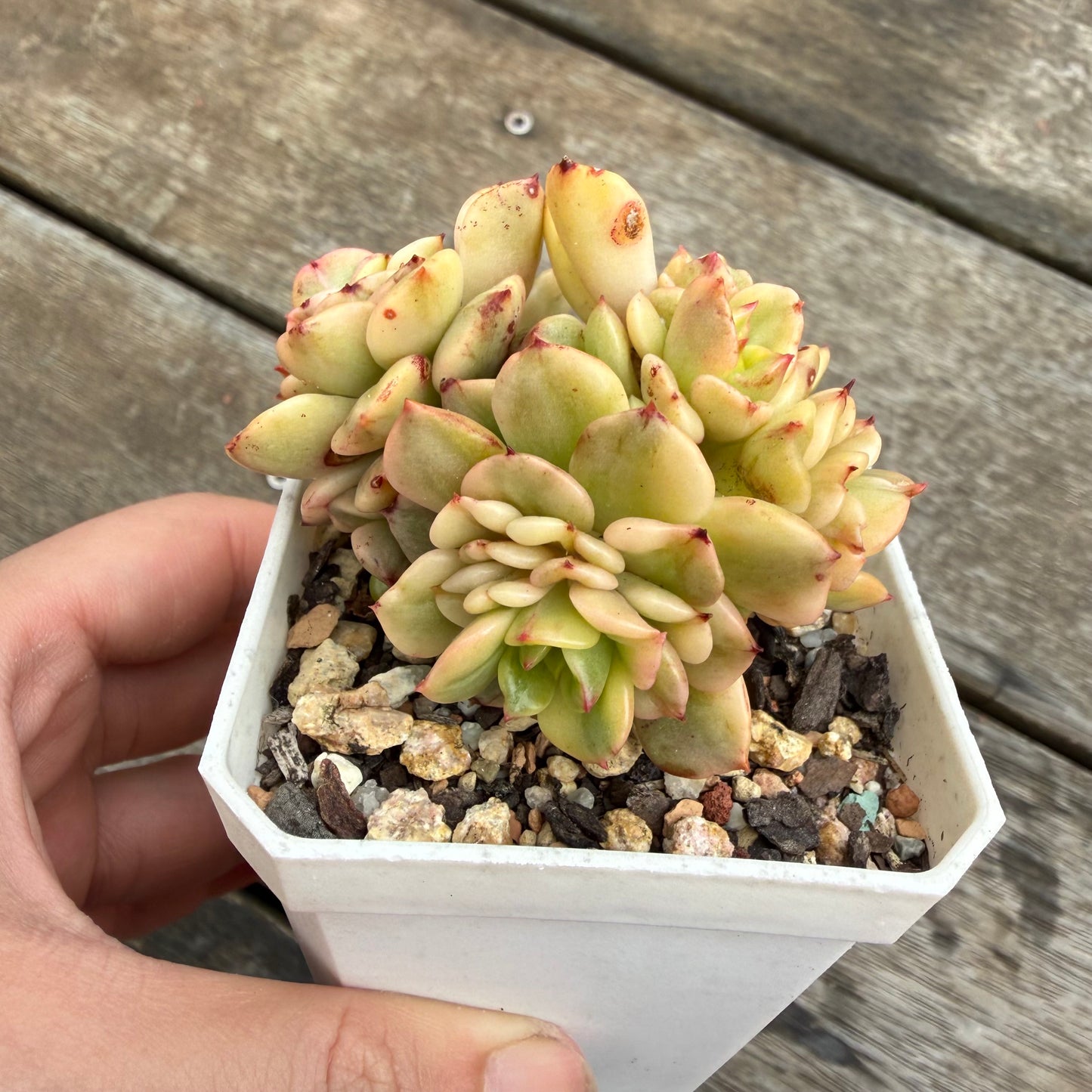 2110 Sedeveria Rolly Variegated (Multi)