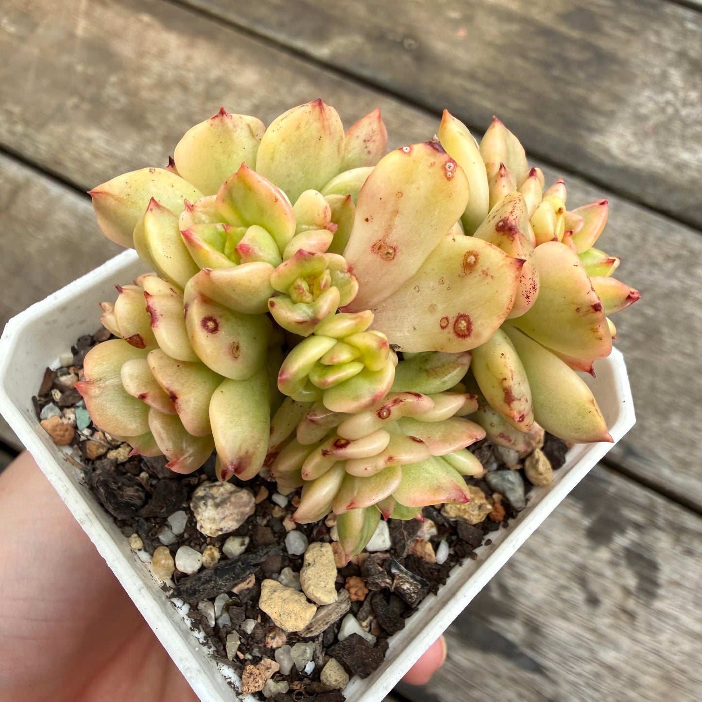 2110 Sedeveria Rolly Variegated (Multi)