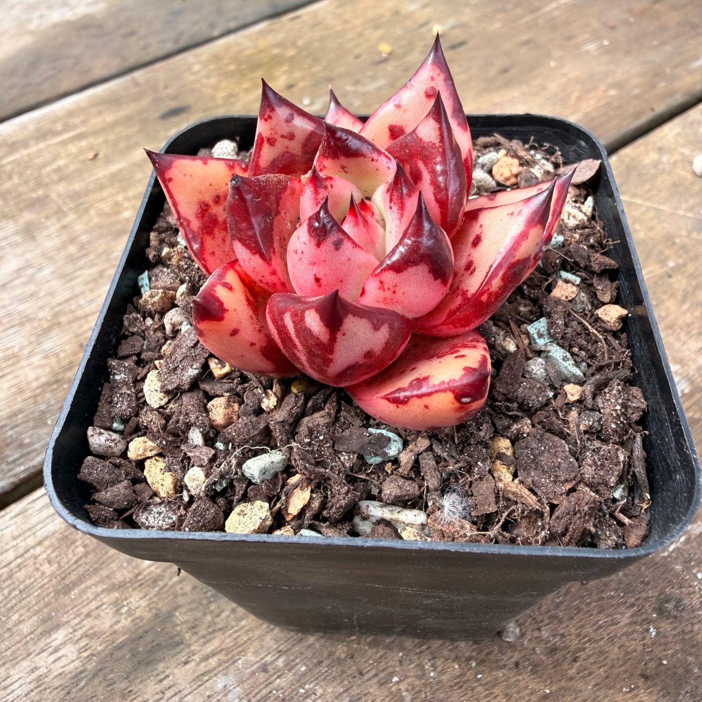 2110 Echeveria Agavoides 'Bloody Romeo'