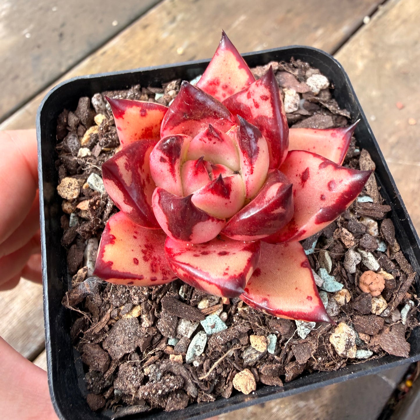 2110 Echeveria Agavoides 'Bloody Romeo'