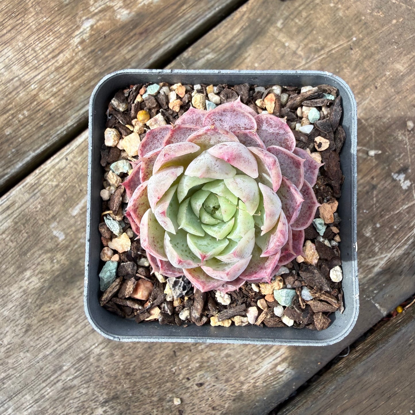 2110 Echeveria Saralina