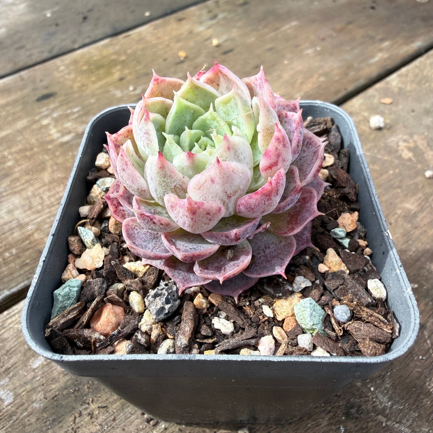 2110 Echeveria Saralina