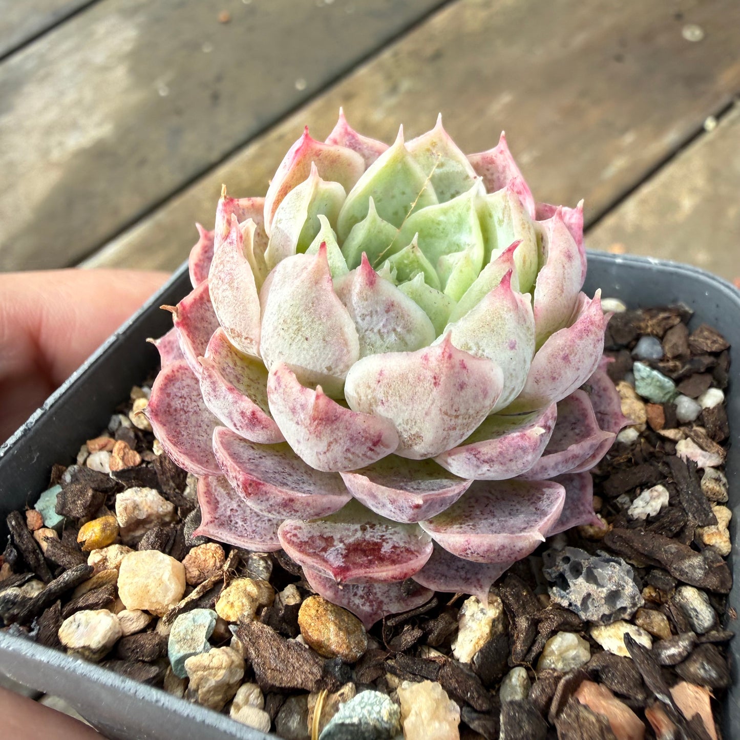 2110 Echeveria Saralina
