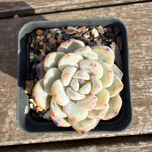 2110 Echeveria Trumso