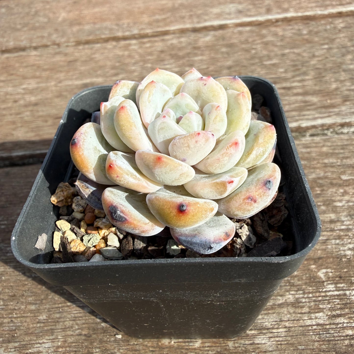 2110 Echeveria Trumso