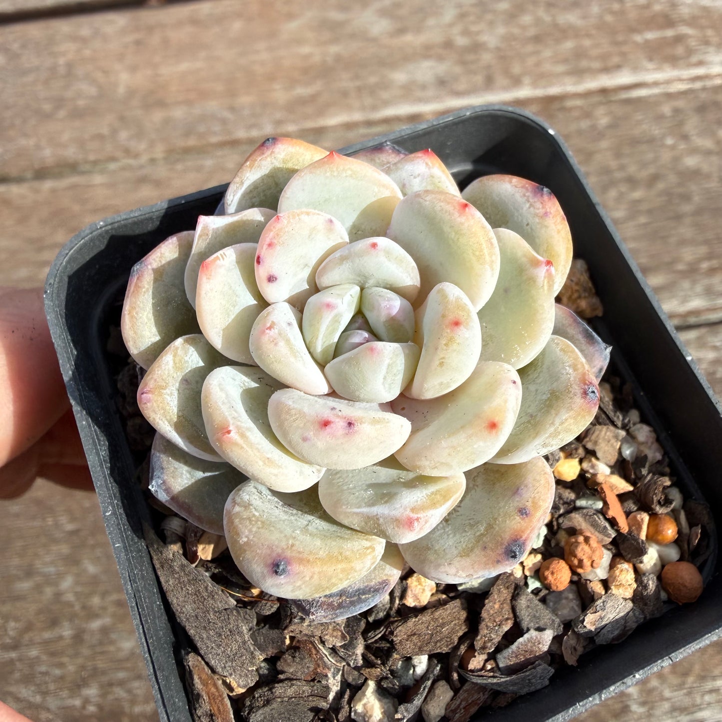 2110 Echeveria Trumso