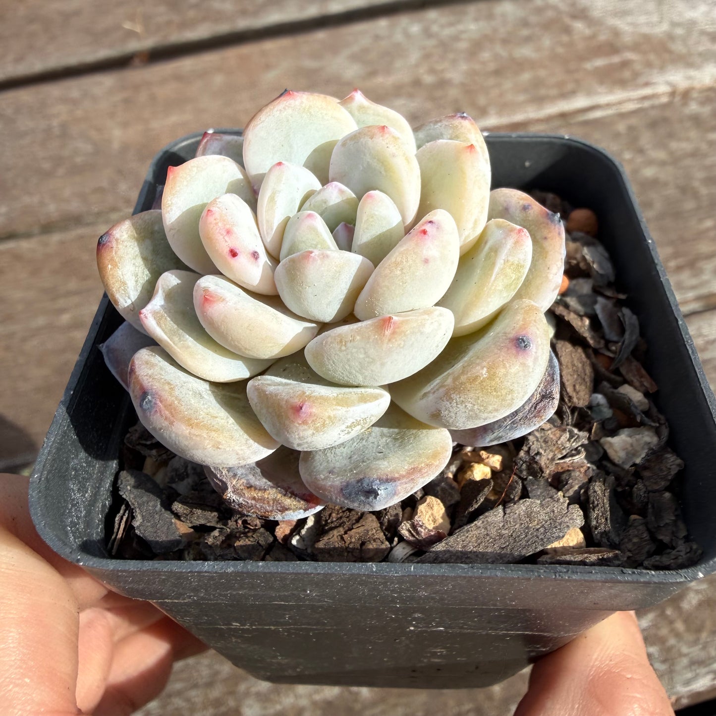 2110 Echeveria Trumso
