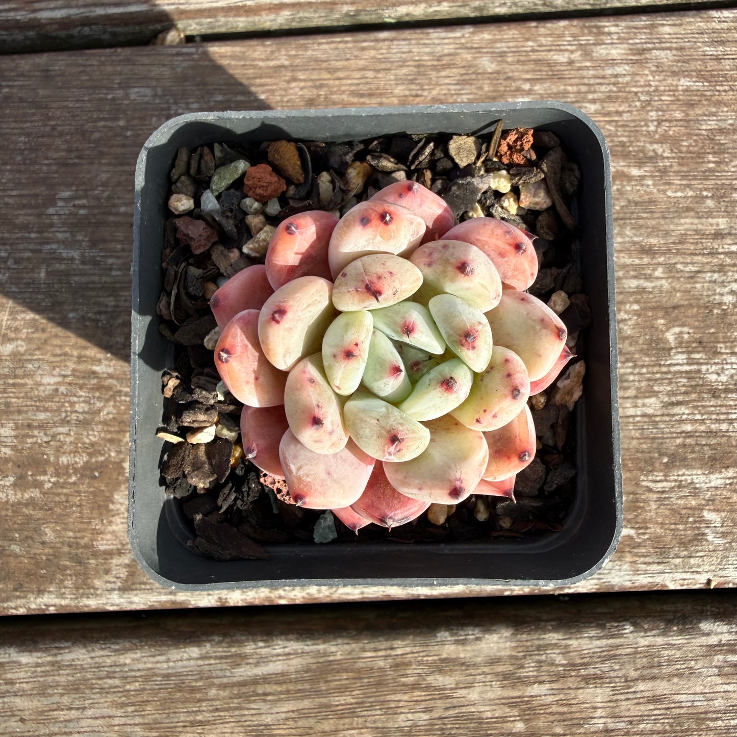 2110 Echeveria Viant