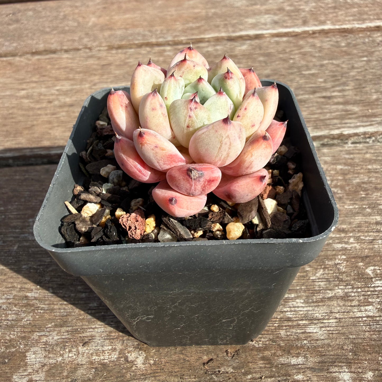 2110 Echeveria Viant