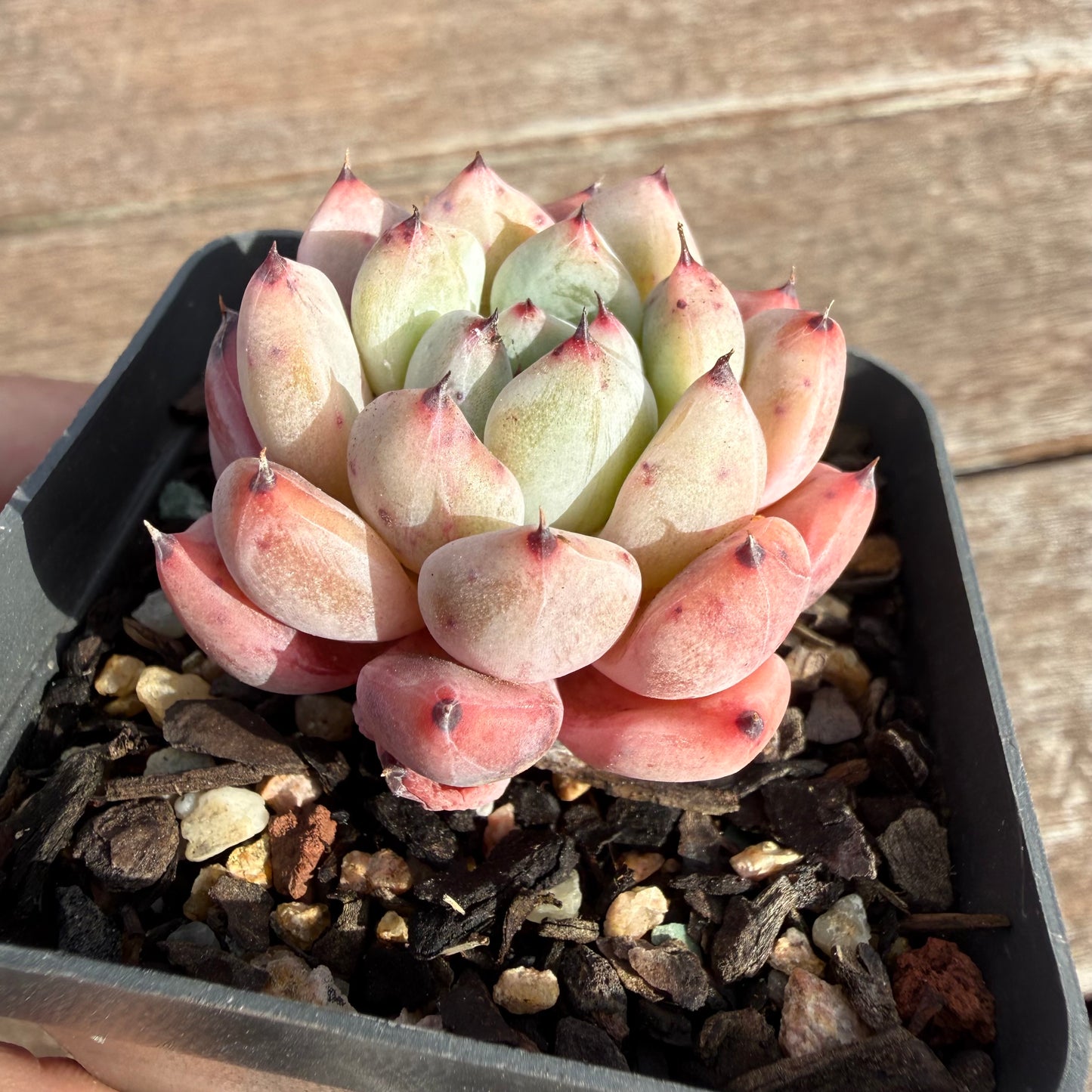 2110 Echeveria Viant