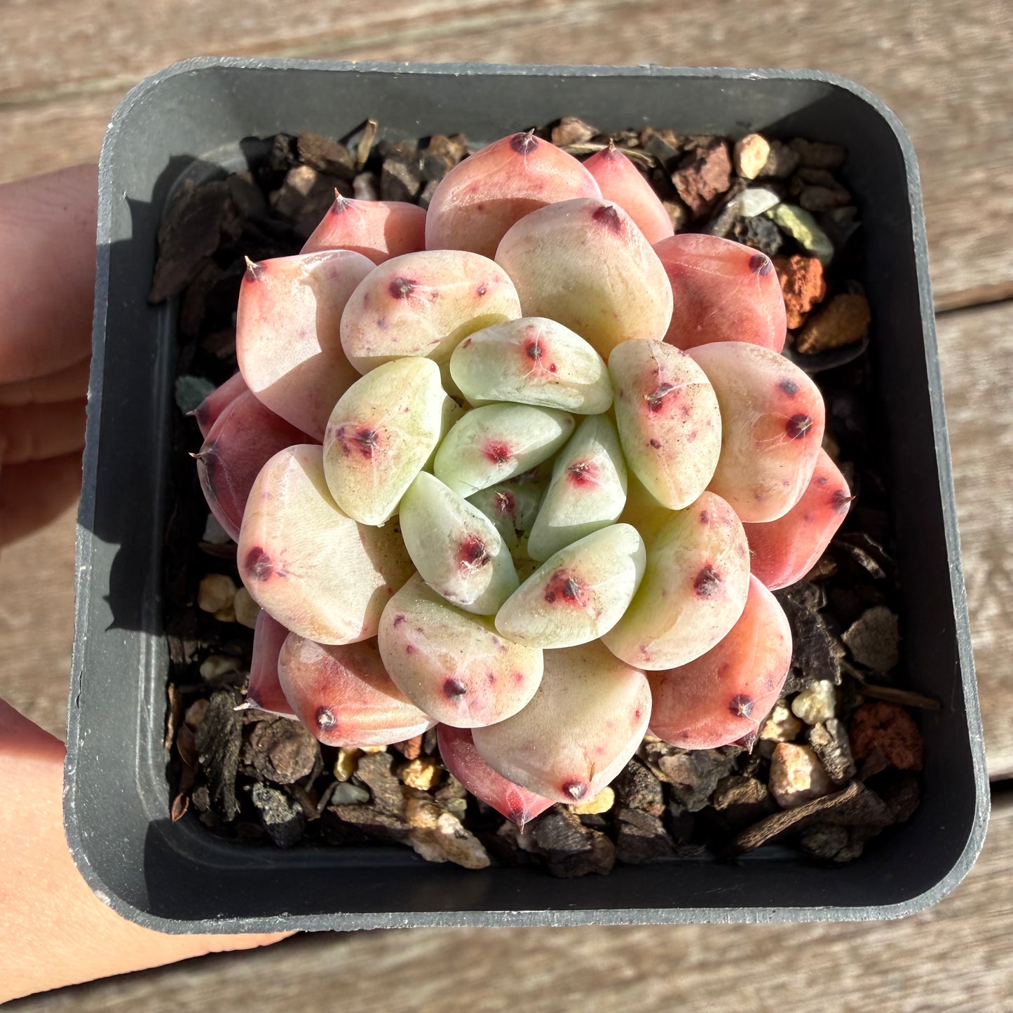 2110 Echeveria Viant